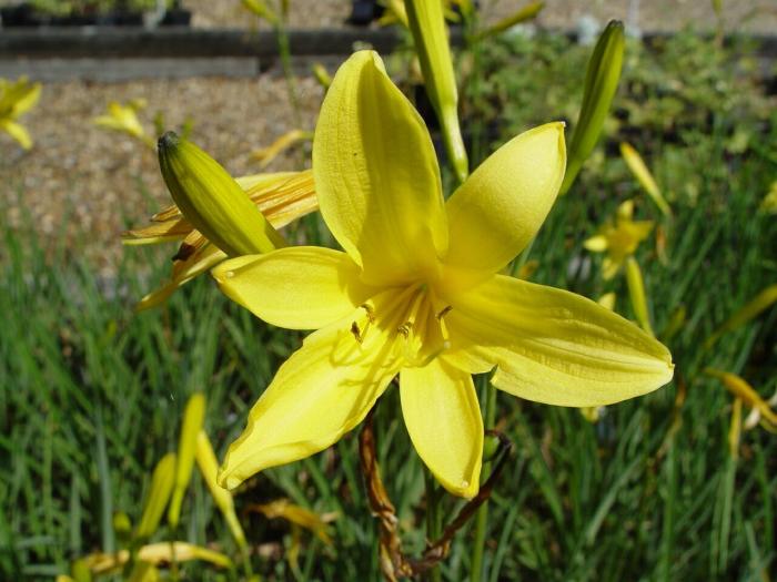 dealer Twinkelen Stiptheid DAGLELIE een vaste plant in vrolijke kleuren en misschien wel de lekkerste, grote  bloemen